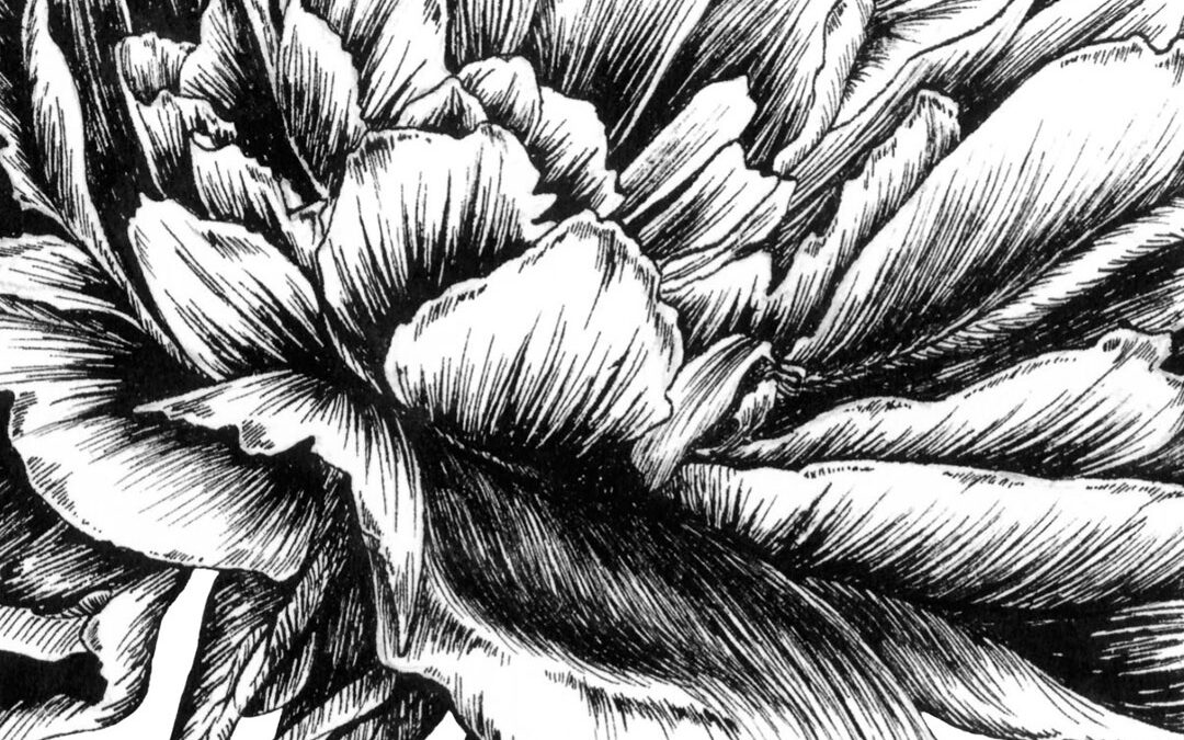 Peonia